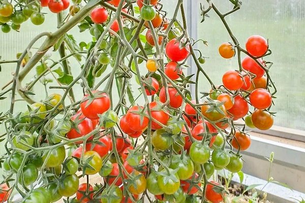 Огород на подоконнике: как вырастить идеальные помидоры в квартире этой зимой