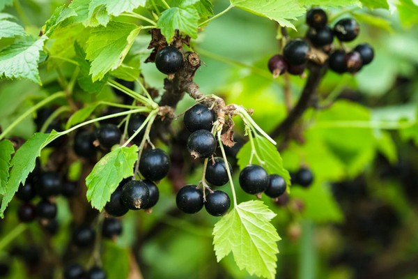 Секретное удобрение из кухни для смородины: внесите это зимой, чтобы летом собирать урожай ведрами