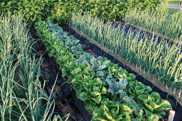 Секрет урожайной грядки: почему соседство растений важнее удобрений