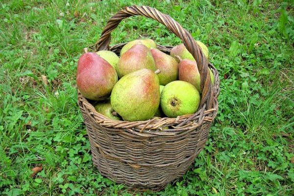 Польза груш для пищеварения: почему диетологи советуют этот фрукт