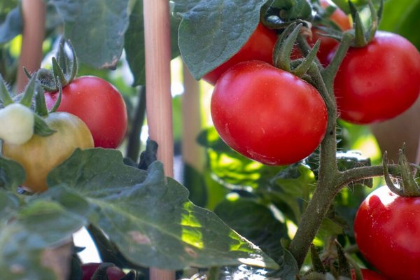 Как вырастить сахарные помидоры: 5 совет...