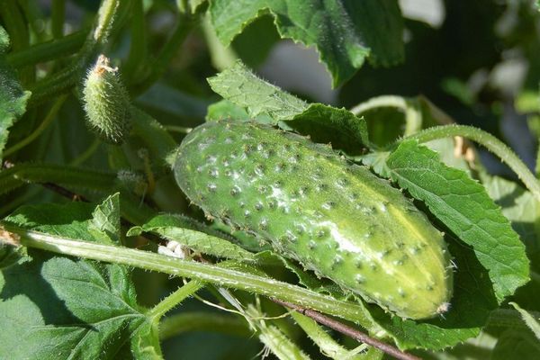 Секретная подкормка для огурцов 2026: ка...