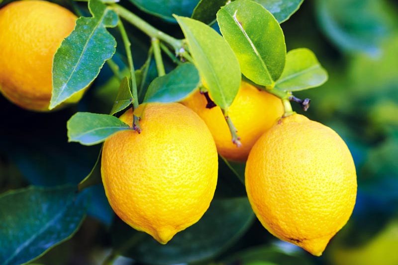 Полезные свойства плодов лимона