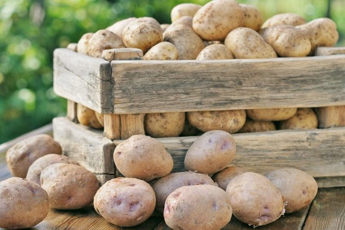 Как хранить картофель без потерь