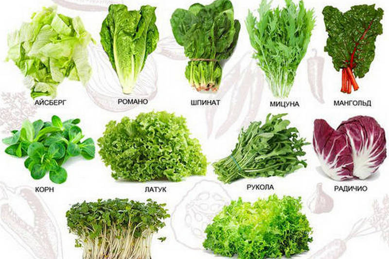 Виды зелени для салатов фото с названиями