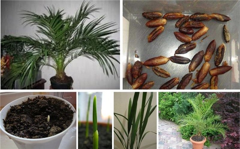Как вырастить из косточки финиковую пальму