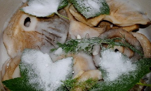 Засолка грибов - холодный способ