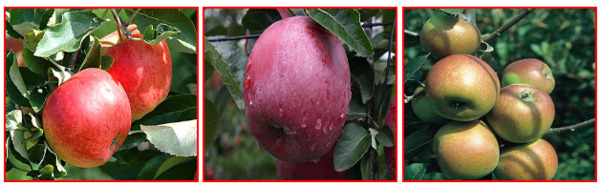 Как вырастить понравившийся сорт яблони или груши