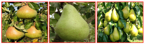 Как вырастить понравившийся сорт яблони или груши