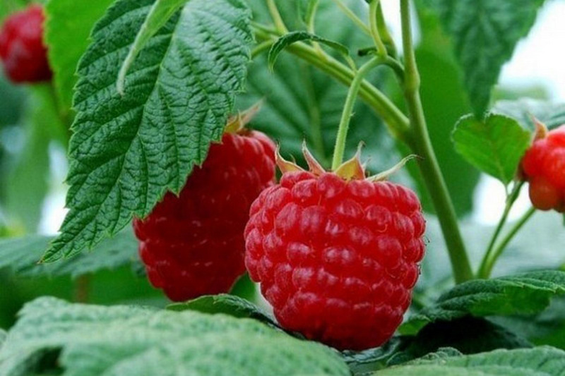 Полезные свойства малиновых ягод и листьев