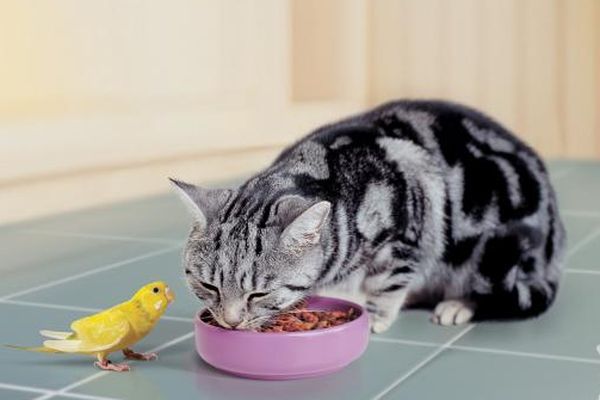 Как правильно подобрать и купить корм для кошек после стерилизации