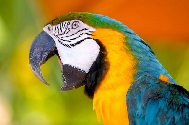 Как научить попугая говорить (разговаривать)?
