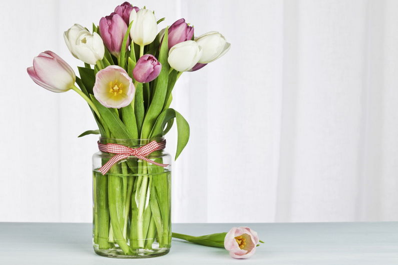 Как вырастить тюльпаны дома на подоконнике, даже не имея “в запасах” грунта