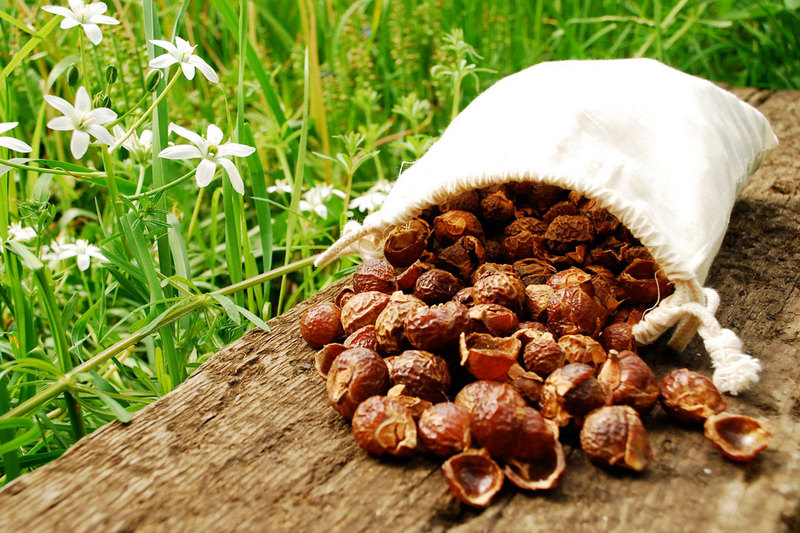 Мыльные орехи, их свойства и использование