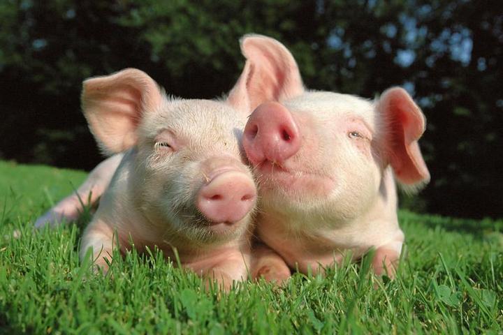 Шокирующая правда о мясе свиньи