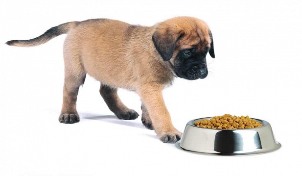 Особенности диетических кормов для собак