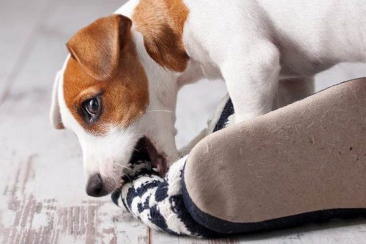 Как отучить собаку грызть домашние вещи
