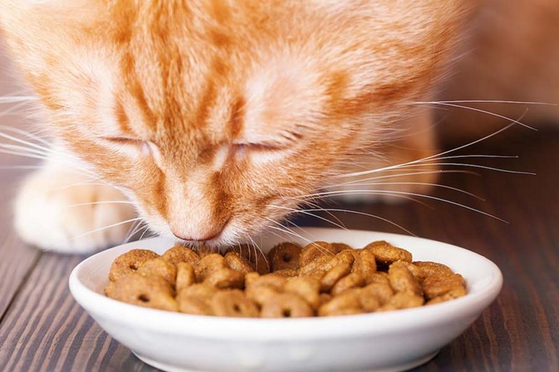 Корм Йозера – лучшее питание для собак и кошек!