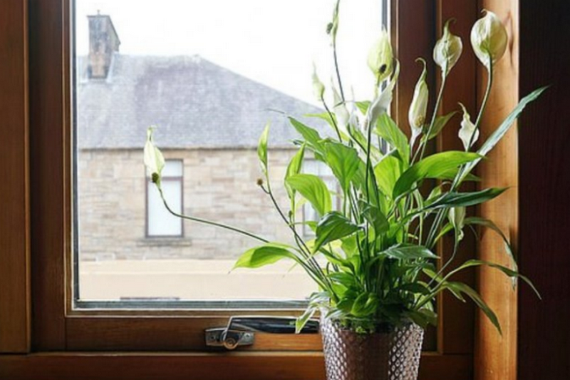 Самые полезные для здоровья комнатные растения