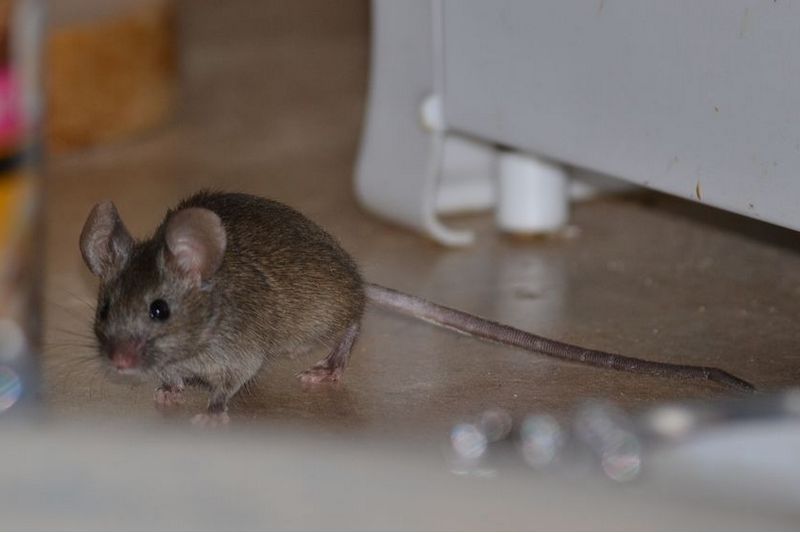 Почему крысы и мыши заводятся в доме и как от них избавиться
