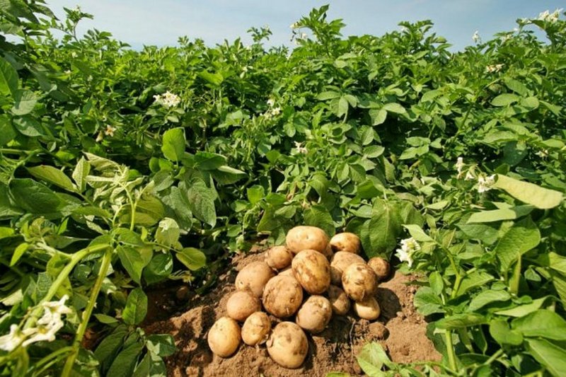 Поле с картофелем. Технология выращивания