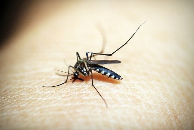 Болезни в путешествиях. Малярия - смертельная болезнь.