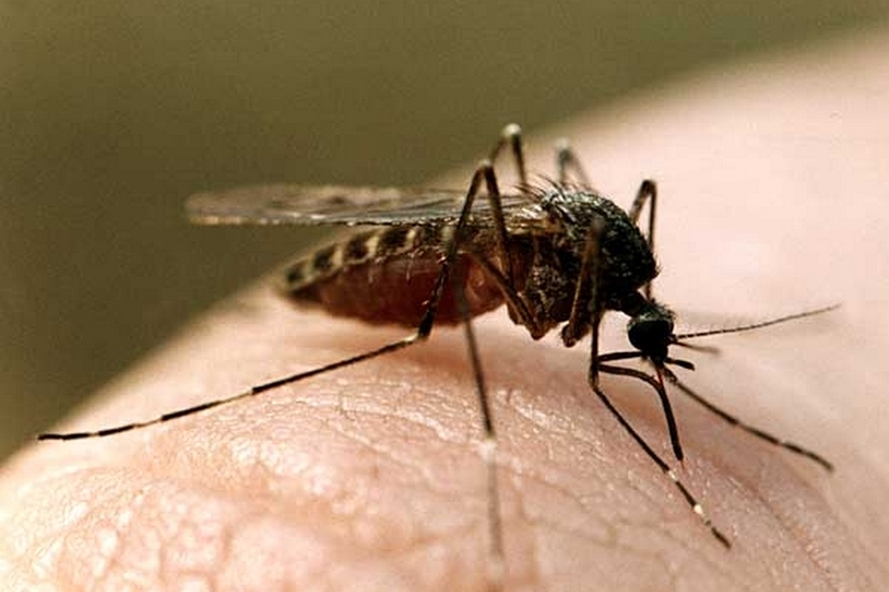 Уничтожение комаров используя отпугивающие жидкости