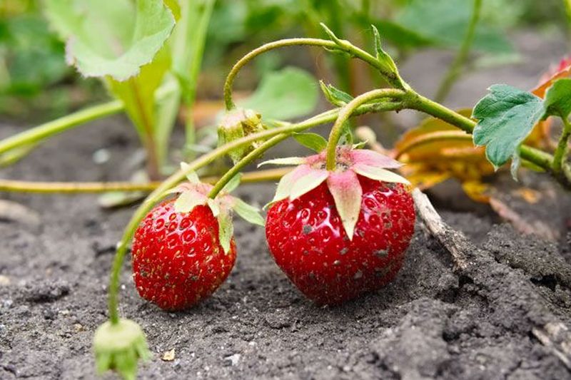 Как уберечь ягоды земляники от серой гнили?