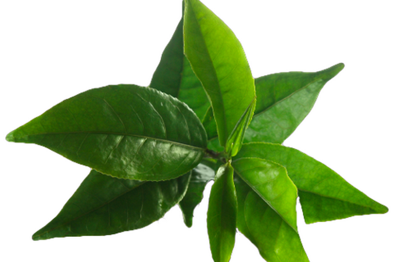 Тоник для зрелой кожи с экстрактом зеленого чая