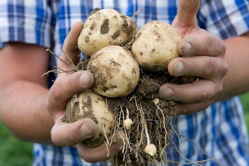 Альтернариоз – одна из самых распространенных грибных болезней картофеля