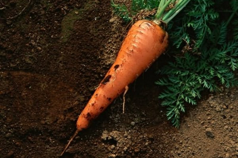 Почему курчавится морковь, а иногда и петрушка?