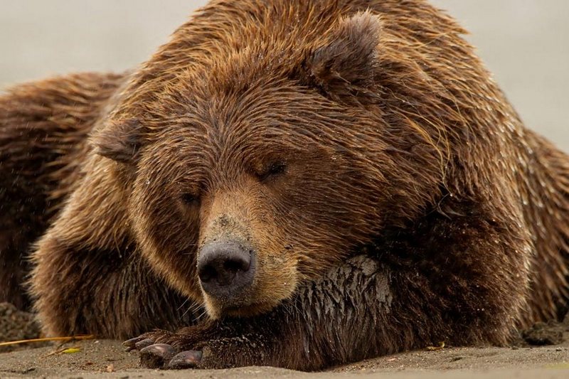 Что происходит с медведем во время зимней спячки?