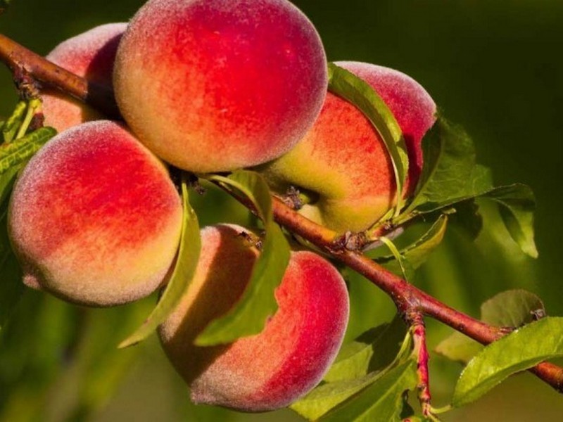 Какие бывают сорта персика