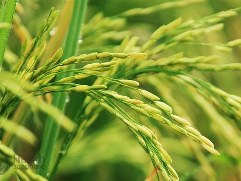 Рис посевной в медецине