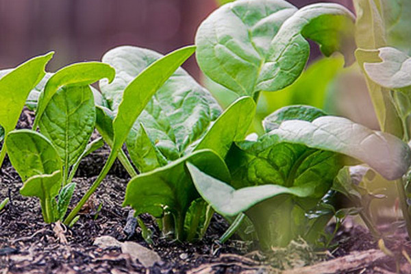 Выращивание шпината в домашних условиях