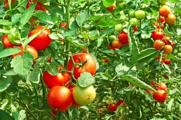 Что надо сделать для ускорения созревания томатов