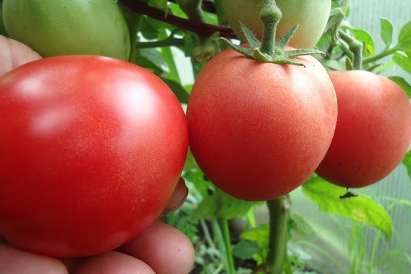 Что такое картофелелистный томат?