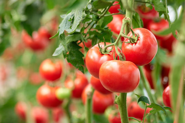 Что такое детерминантный и  индетерминантный сорт томата?