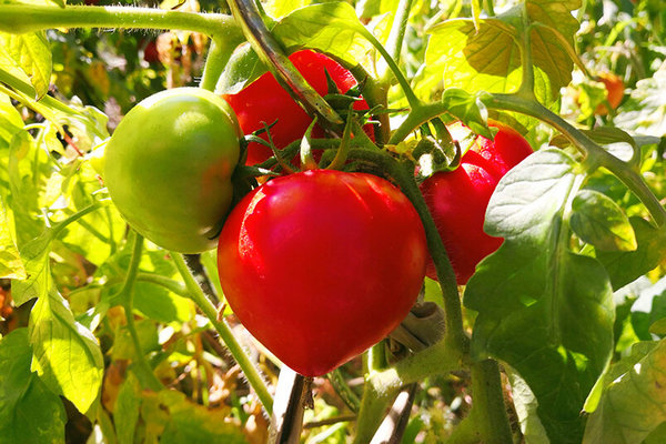 Какие сорта и гибриды томата используют для выращивания в открытом грунте?