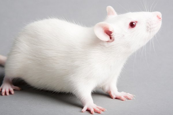 Ученые смогли заставить ходить парализованных мышей
