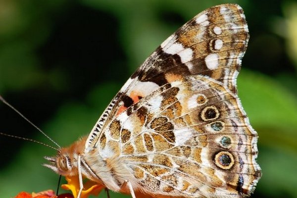 Во-первых, это красиво. Ученые впервые увидели, как формируются крылья бабочек