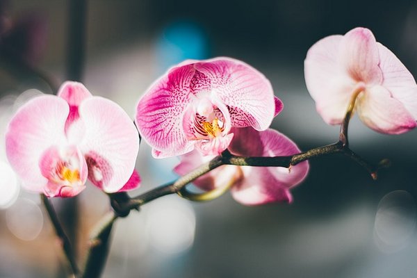 Почему пропадает орхидея: частые ошибки в уходе и как спасти растение
