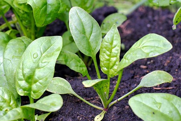 Что за растение — шпинат новозеландский?