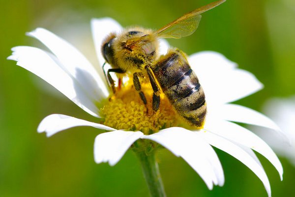 Биологи научили пчел различать четные и нечетные числа
