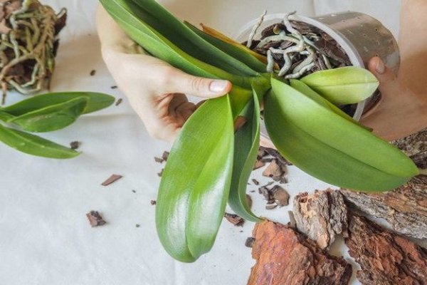 Как спасти орхидею: советы цветоводам
