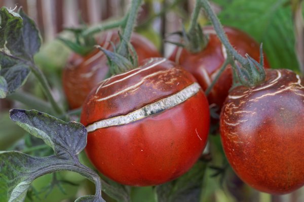 Садовые эксперты рассказали, как предотвратить растрескивание помидоров