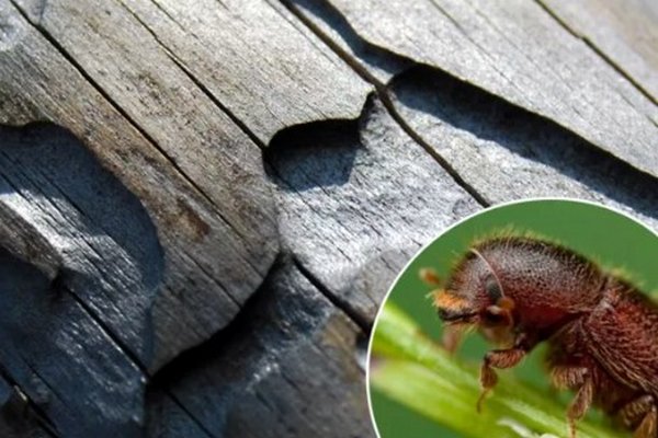 Как избавиться от жука короеда: советы дачникам