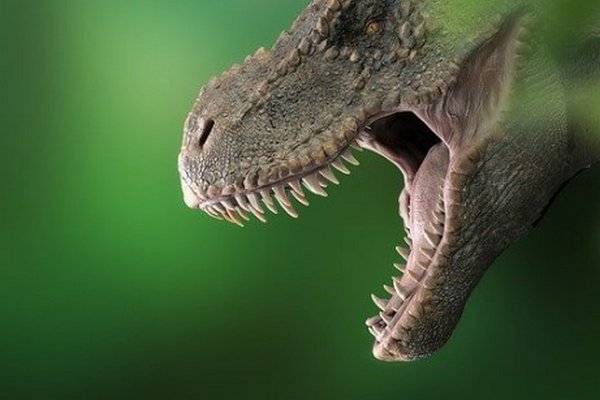 Ученые выяснили, сколько на самом деле было видов тираннозавров