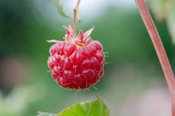 Что делать, если малина не дает ягод: основные причины неурожайности