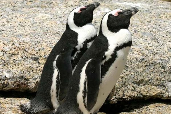 Ученые спасли пингвину жизнь благодаря обуви